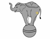 Elefante equilibrista