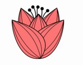 Flor de tulipán