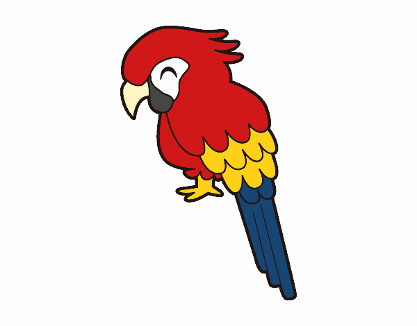 Guacamayo