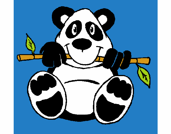 Oso panda