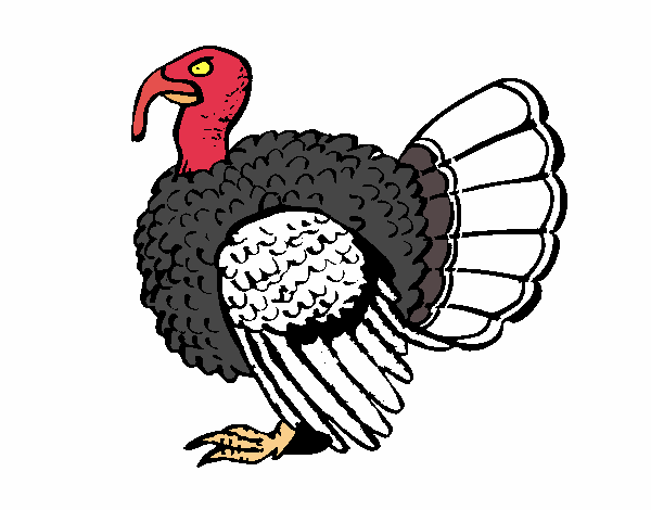 Pavo