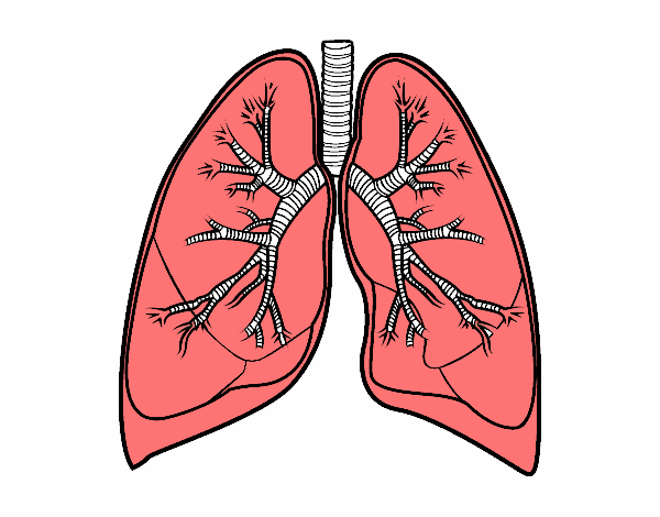 de pulmones