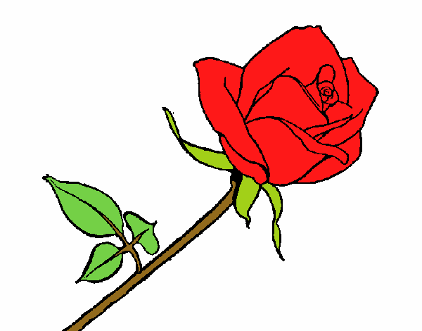 Rosa