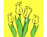 Tulipanes