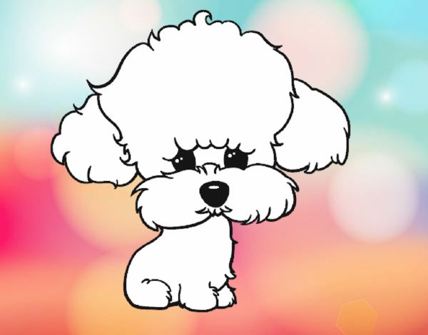 Cachorro de poodle