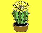 Cactus con flor