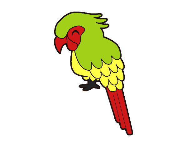 Guacamayo