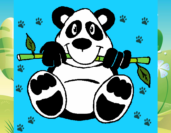 Oso panda