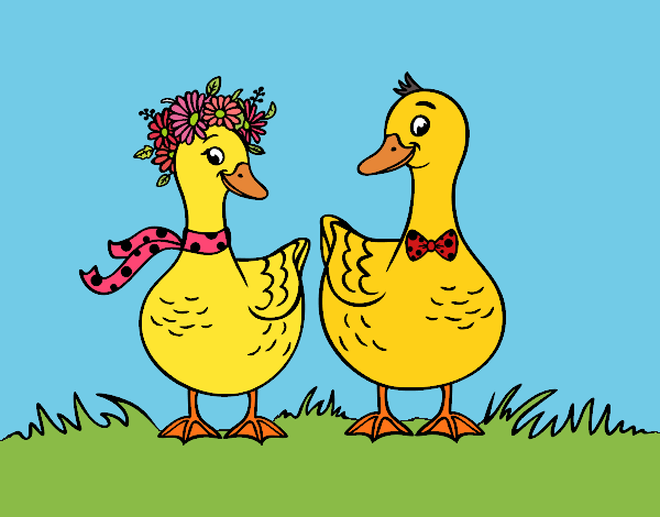 Pareja de patos