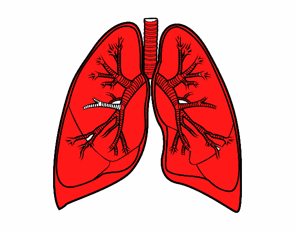 Pulmones y bronquios