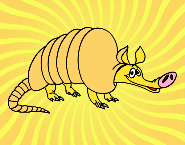 armadillo 