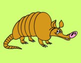 Armadillo adulto