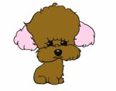 Cachorro de poodle