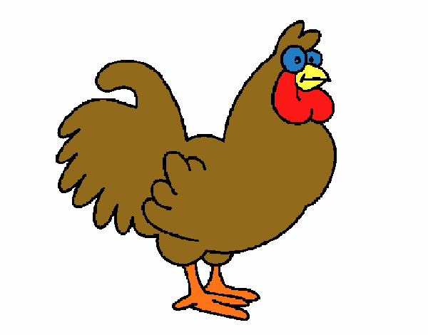 Gallo