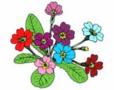 Dibujo Primula pintado por nikool