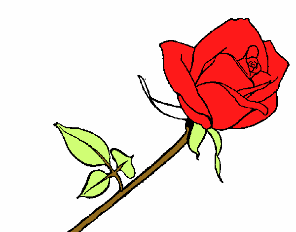 Rosa