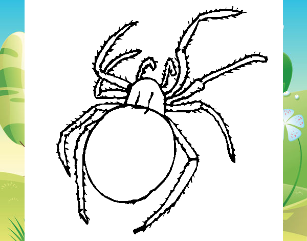 Araña venenosa