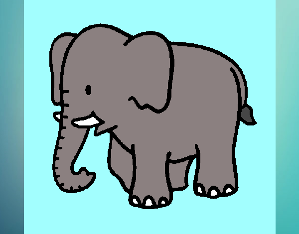 Elefante bebe