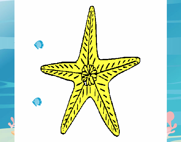 Estrella de mar