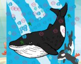 Orca