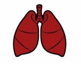 Pulmones