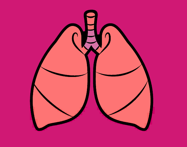 Pulmones