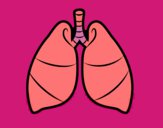 Pulmones