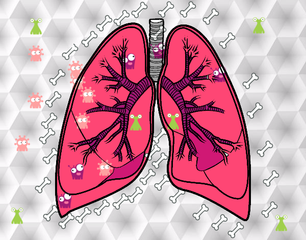 Pulmones y bronquios