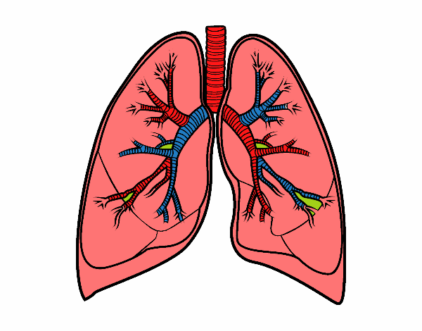 Pulmones y bronquios