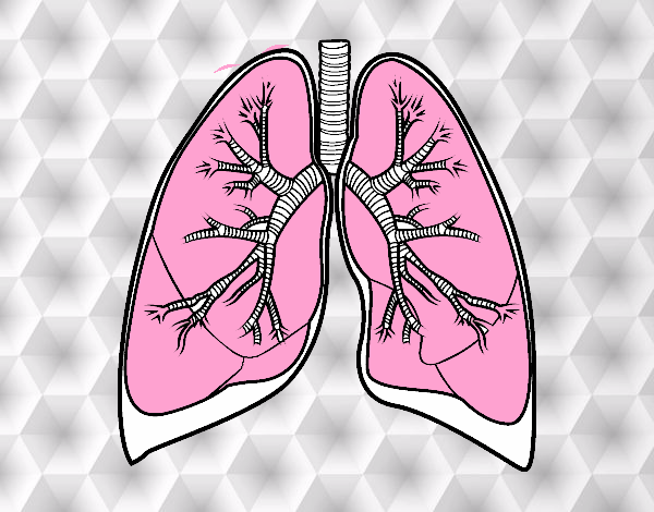 Pulmones y bronquios