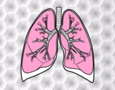 Pulmones y bronquios