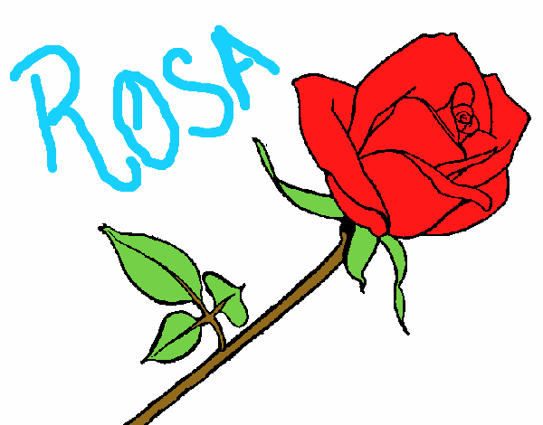 Rosa