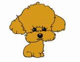 Cachorro de poodle