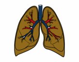 Pulmones y bronquios