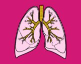 Pulmones y bronquios