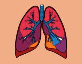 Pulmones y bronquios