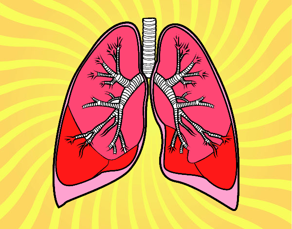 Pulmones y bronquios