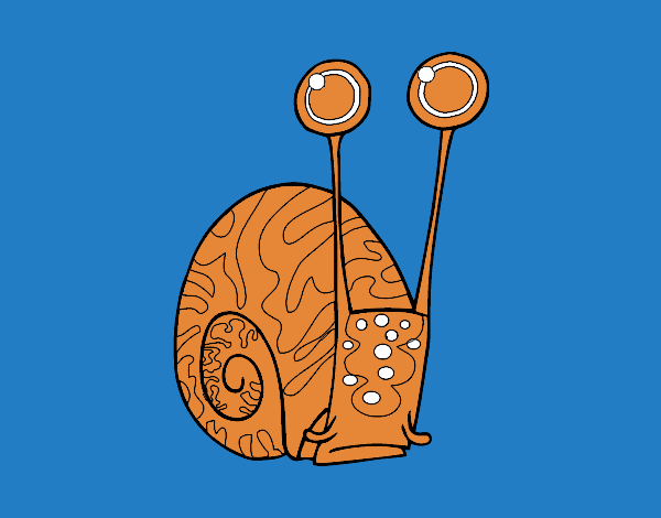 Caracol común