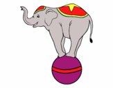 Elefante equilibrista