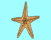 Estrella de mar