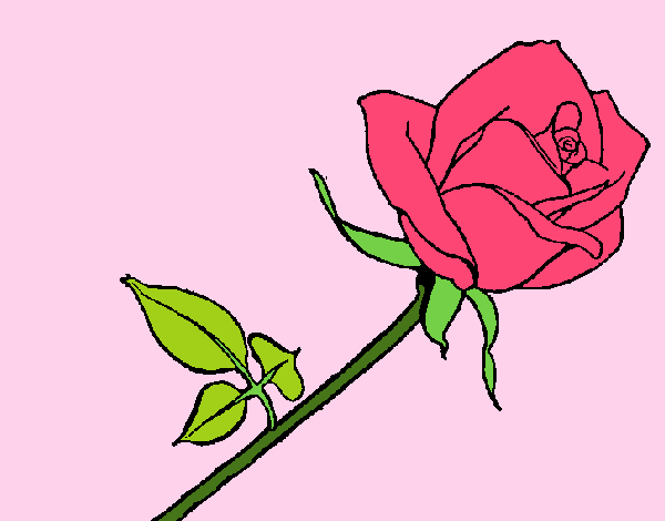 Rosa