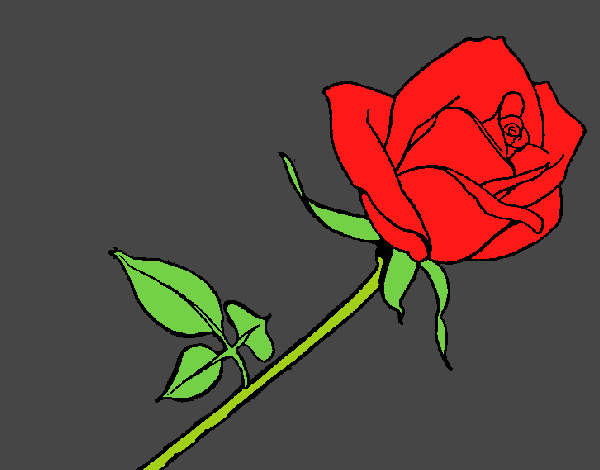 Rosa