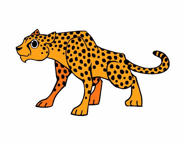 Un leopardo