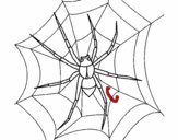 Araña