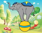 Elefante equilibrista