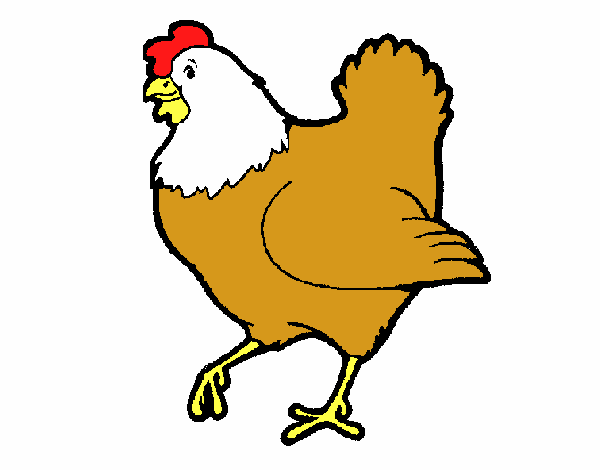 Gallina