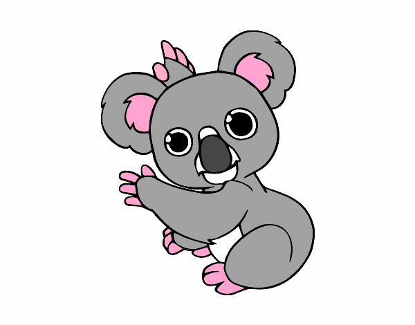 koala