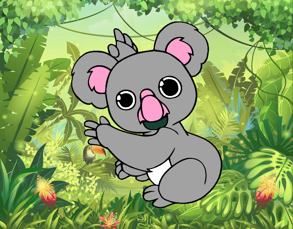 koala