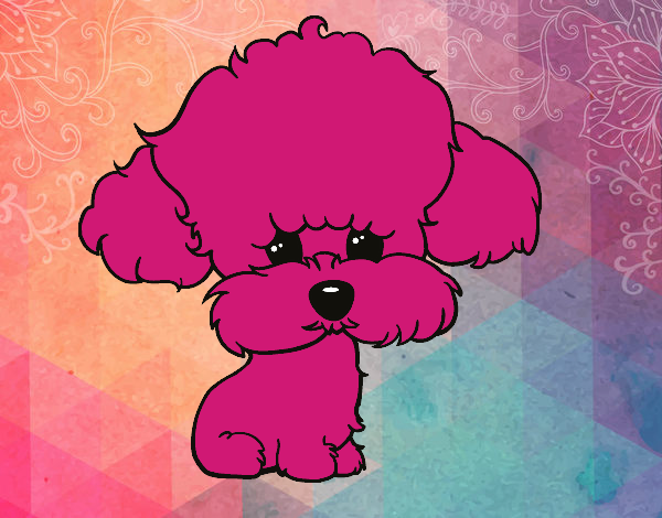 Cachorro de poodle