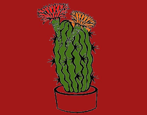 Cactus con flores